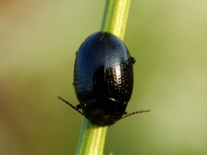 Chrysolina oricalcia, Chrysomelidae